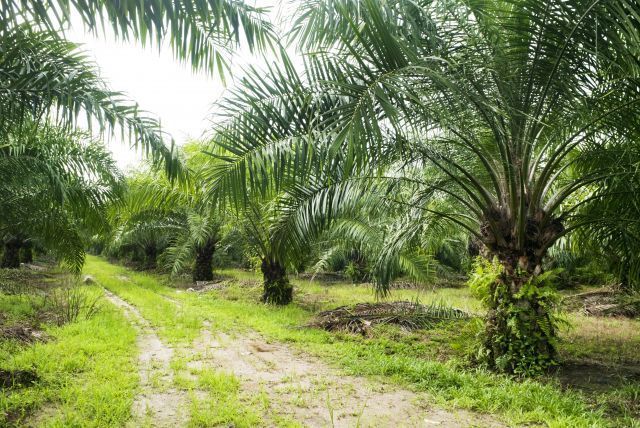 Większy udział biokomponentów w Indonezji