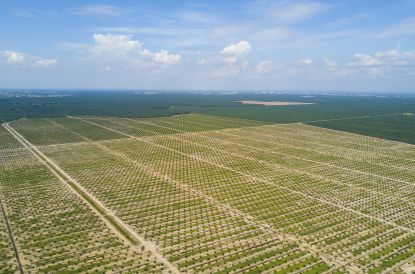 Indonezja oczekuje zmiany stanowiska UE w sprawie biopaliw z oleju palmowego