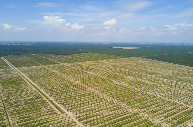 Indonezja oczekuje zmiany stanowiska UE w sprawie biopaliw z oleju palmowego